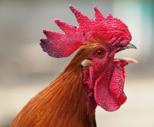 Rooster Calling LifeRing Video Stars