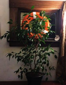 Ficus Tree in front of LifeRing 