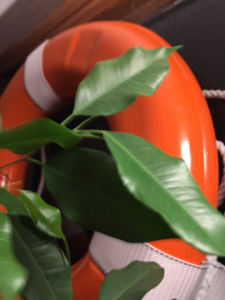image of leaf against LifeRing