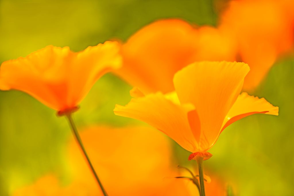 Orange poppy representing Memorial Day and LifeRing Secular Recovery